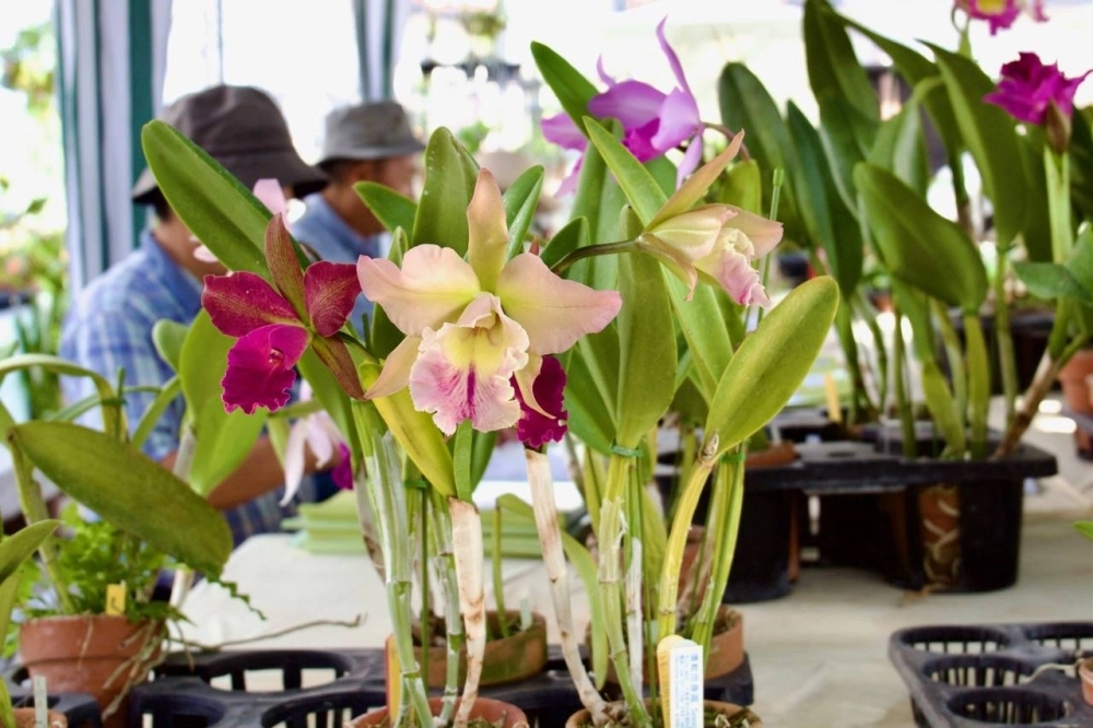 Blooming orchids grown by Eriji. Some of the plants at his farm struggled due to the extremes of summer heat. Blooming orchids grown by Eriji. Some of the plants at his farm struggled due to the extremes of summer heat.