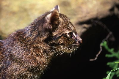 The Iriomote cat, native to the island of the same name in Okinawa Prefecture, is remarkable for its resilience: It occupies the smallest habitat of any wildcat on Earth. The Iriomote cat, native to the island of the same name in Okinawa Prefecture, is remarkable for its resilience: It occupies the smallest habitat of any wildcat on Earth.