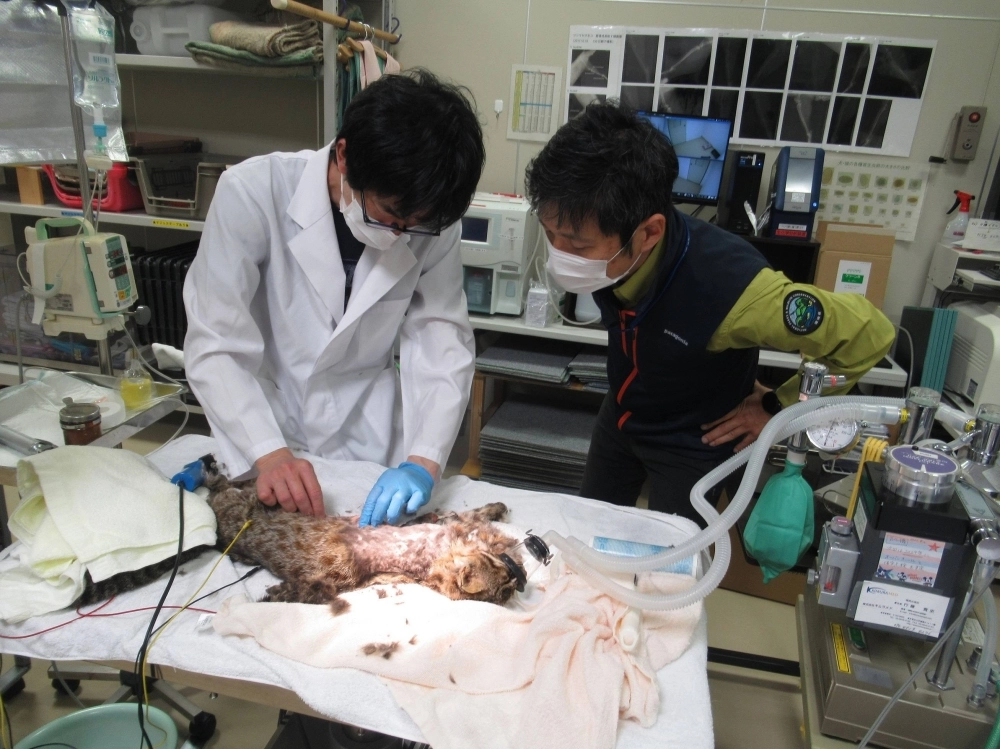 Doctors operate on a Tsushima leopard cat known as Beny Sumo. The cat had to have its leg removed after it got caught in a deer trap.  Doctors operate on a Tsushima leopard cat known as Beny Sumo. The cat had to have its leg removed after it got caught in a deer trap.