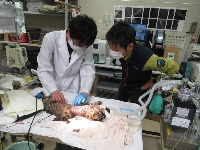 Doctors operate on a Tsushima leopard cat known as Beny Sumo. The cat had to have its leg removed after it got caught in a deer trap.  | Tsushima Wildlife Conservation Center