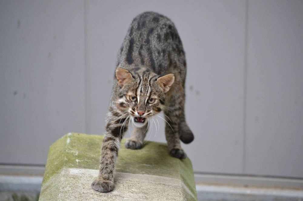 A Tsushima leopard cat known as Beny Sumo that lost its leg in a deer trap. A Tsushima leopard cat known as Beny Sumo that lost its leg in a deer trap.