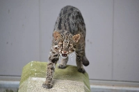 A Tsushima leopard cat known as Beny Sumo that lost its leg in a deer trap. | Tsushima Wildlife Conservation Center