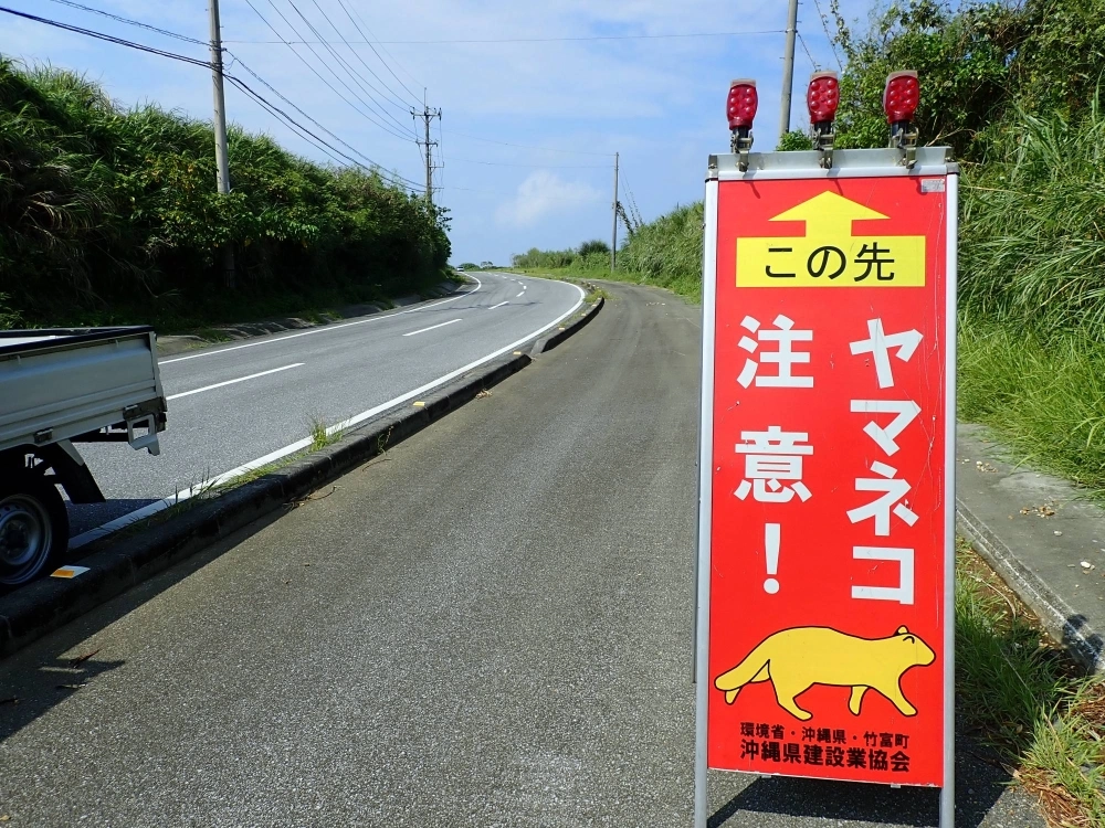 Signage on a road on Okinawa's Iriomote Island warning motorists to watch out for wildcats.  Signage on a road on Okinawa's Iriomote Island warning motorists to watch out for wildcats.