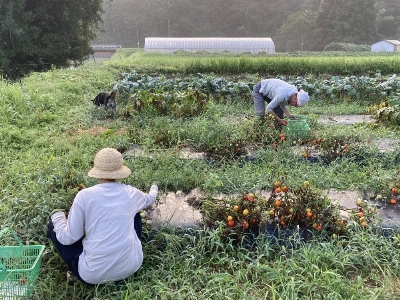 Hiruzen Kougei employee Moeko Hirao, craft brewer “Sugichan” and furry friend Tsubu help out with the tomato harvest at 6:37 a.m. Hiruzen Kougei employee Moeko Hirao, craft brewer “Sugichan” and furry friend Tsubu help out with the tomato harvest at 6:37 a.m.