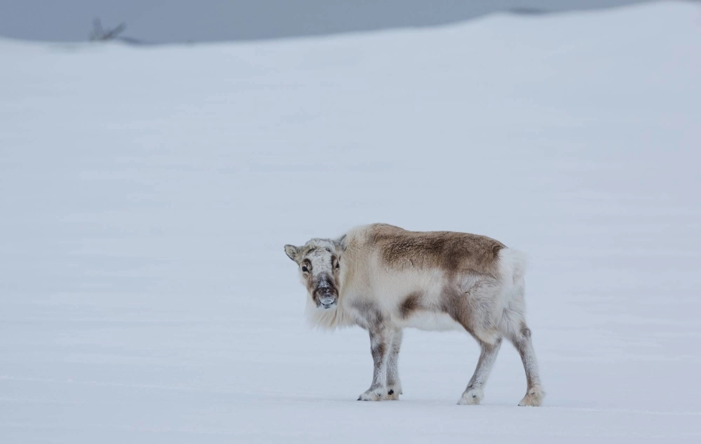 A reindeer near Ny-Aalesund, Svalbard, Norway A reindeer near Ny-Aalesund, Svalbard, Norway