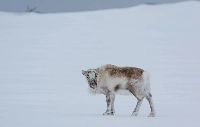 A reindeer near Ny-Aalesund, Svalbard, Norway | REUTERS