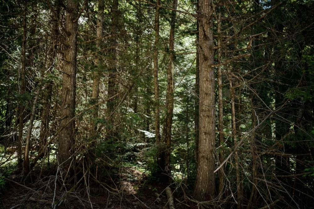 A forest outside of Colville, Washington. When areas of densely growing trees are thinned, it can prevent fire and provide material for mass timber.   A forest outside of Colville, Washington. When areas of densely growing trees are thinned, it can prevent fire and provide material for mass timber.