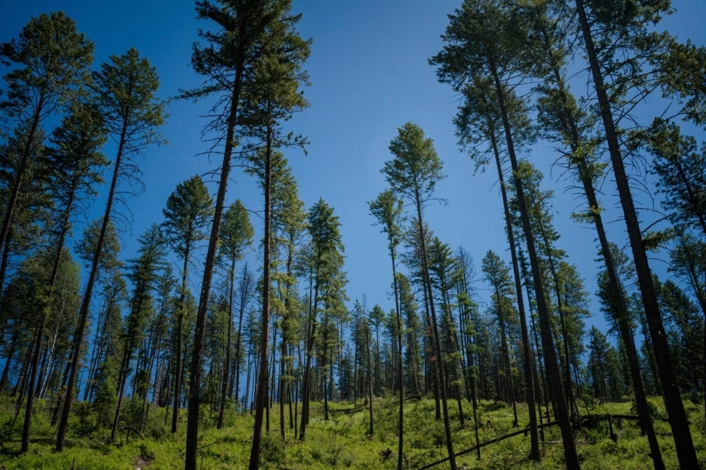 Sections of the forests in Colville, Washington, have already been thinned, allowing trees to grow less densely and reducing the risk for wildfire. Sections of the forests in Colville, Washington, have already been thinned, allowing trees to grow less densely and reducing the risk for wildfire.