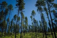 Sections of the forests in Colville, Washington, have already been thinned, allowing trees to grow less densely and reducing the risk for wildfire. | Bloomberg
