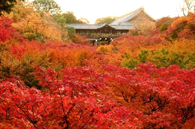 Kyoto’s Tofukuji temple is a notable place for viewing multicolored fall foliage. Kyoto’s Tofukuji temple is a notable place for viewing multicolored fall foliage.