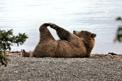 Bears doing yoga? If you’re in the city, why not? Bears doing yoga? If you’re in the city, why not?