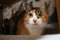 All Animal Refuge Kansai animals are vaccinated, neutered and microchipped. | SEITARO MATSUO