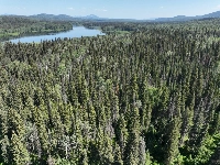 An old growth forest near Fort St. James, British Columbia, Canada, in an area where pellet producer Drax is permitted to cut. | Conservation North