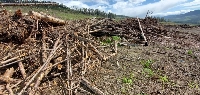 A pile of timber waste following a clearcut near Mackenzie, British Columbia, that had been designated for Pinnacle Renewable Energy, a pellet producer that was later taken over by Drax. | Conservation North