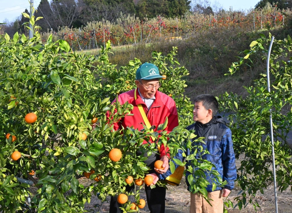 Masanao Saito harvests his mikan tangerines with his grandson, Akihito Oyama, at his farm in Yamamoto, Miyagi Prefecture, on Dec. 8. Behind them are apple trees full of fruit. Masanao Saito harvests his mikan tangerines with his grandson, Akihito Oyama, at his farm in Yamamoto, Miyagi Prefecture, on Dec. 8. Behind them are apple trees full of fruit.