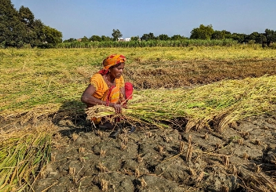 The rural economy has been hurt by a drop in the output of some key crops, such as wheat, in the past three years due to a rise in temperatures, patchy monsoon rains and falling reservoir levels. The rural economy has been hurt by a drop in the output of some key crops, such as wheat, in the past three years due to a rise in temperatures, patchy monsoon rains and falling reservoir levels.