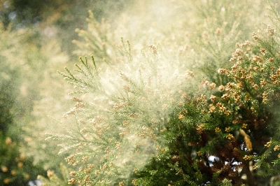 A majority of pollen allergy cases in Japan are caused by cedar trees, which cover 18% of Japan’s forests, due mostly to Japan’s forestation policy after World War II. A majority of pollen allergy cases in Japan are caused by cedar trees, which cover 18% of Japan’s forests, due mostly to Japan’s forestation policy after World War II.