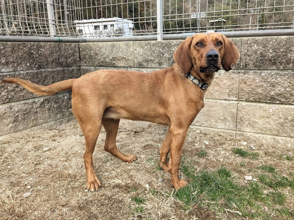 Laurier needs an active friend or family who’s not afraid of romping around. Laurier needs an active friend or family who’s not afraid of romping around.