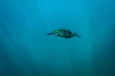 A sea turtle swims off the coast of Brazil. Sea turtles can migrate hundreds or thousands of miles.  A sea turtle swims off the coast of Brazil. Sea turtles can migrate hundreds or thousands of miles.