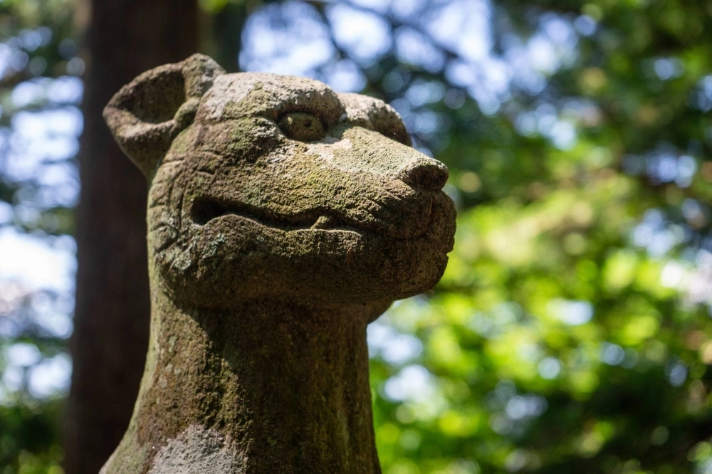 A stone wolf statue found at Ryomen Shrine, a wolf shrine located deep in the mountains of Chichibu’s Otaki district in Saitama Prefecture. A stone wolf statue found at Ryomen Shrine, a wolf shrine located deep in the mountains of Chichibu’s Otaki district in Saitama Prefecture.