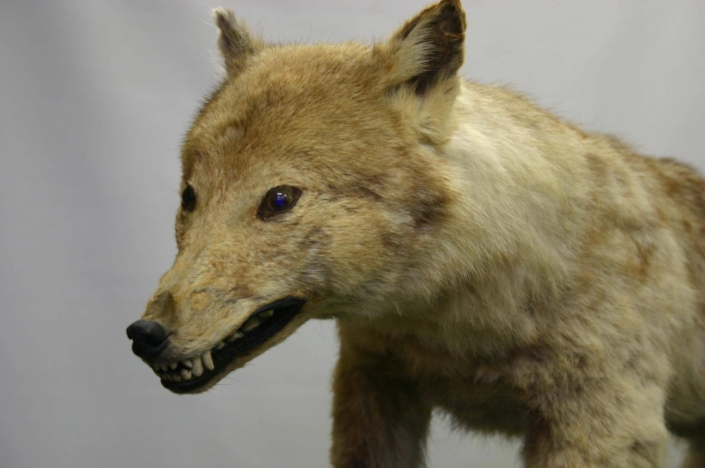 A stuffed specimen of the Japanese wolf stored at the University of Tokyo's Faculty of Agriculture. A stuffed specimen of the Japanese wolf stored at the University of Tokyo's Faculty of Agriculture.
