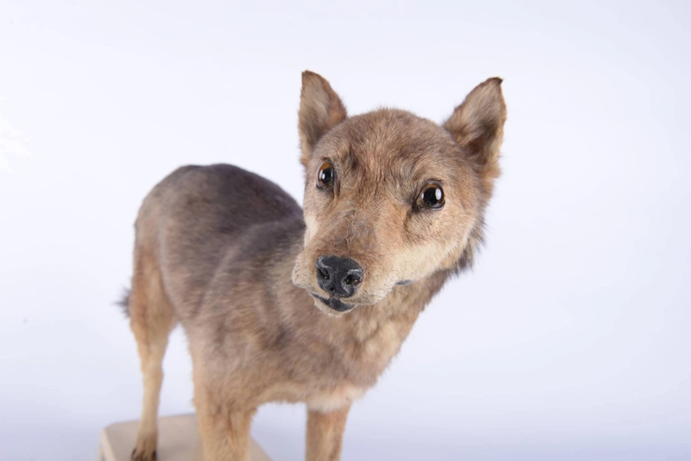 A mounted specimen of the Japanese wolf stored at the Naturalis Biodiversity Center in Leiden, Netherlands. A mounted specimen of the Japanese wolf stored at the Naturalis Biodiversity Center in Leiden, Netherlands.