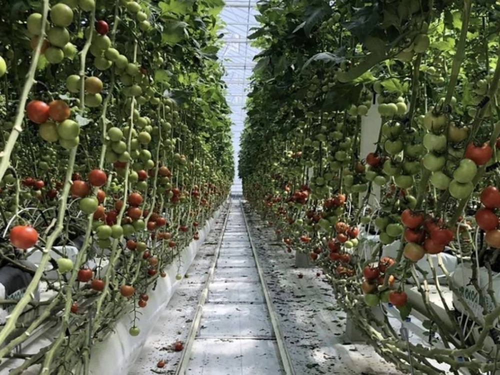 Biomass will heat the facility and provide clean CO2 for the plants. Biomass will heat the facility and provide clean CO2 for the plants.