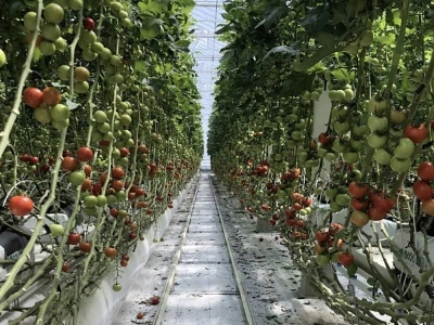 Biomass will heat the facility and provide clean CO2 for the plants. Biomass will heat the facility and provide clean CO2 for the plants.