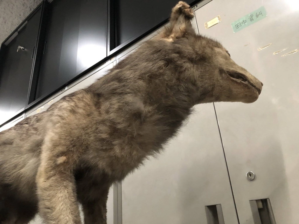How a 13-year-old discovered a possible Japanese wolf specimen - The ...