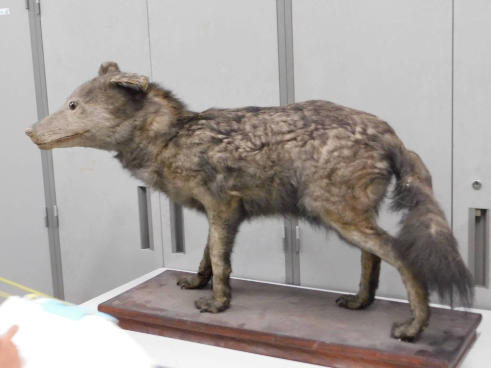 The day after she returned from the tour of the Tsukuba research facility, Hinako Komori sent a message to the National Museum of Nature and Science inquiring about the identity of specimen M831, the mysterious taxidermy she saw. The day after she returned from the tour of the Tsukuba research facility, Hinako Komori sent a message to the National Museum of Nature and Science inquiring about the identity of specimen M831, the mysterious taxidermy she saw.