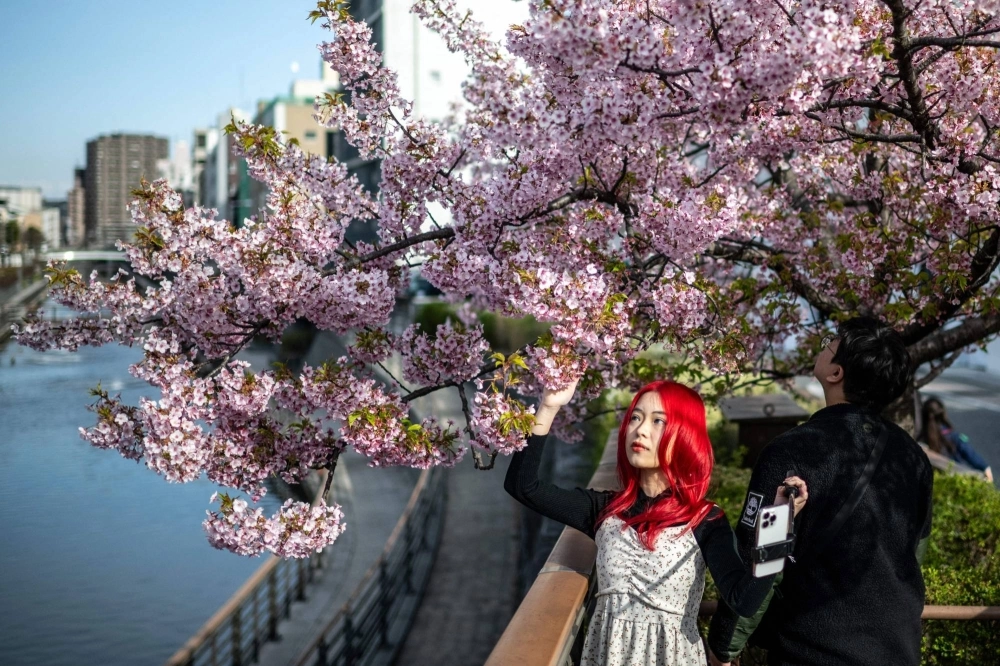 A woman takes pictures with Kawazu cherry blossom trees, one of the earliest to bloom in Japan, in Tokyo's Sumida district on Monday. A woman takes pictures with Kawazu cherry blossom trees, one of the earliest to bloom in Japan, in Tokyo's Sumida district on Monday.