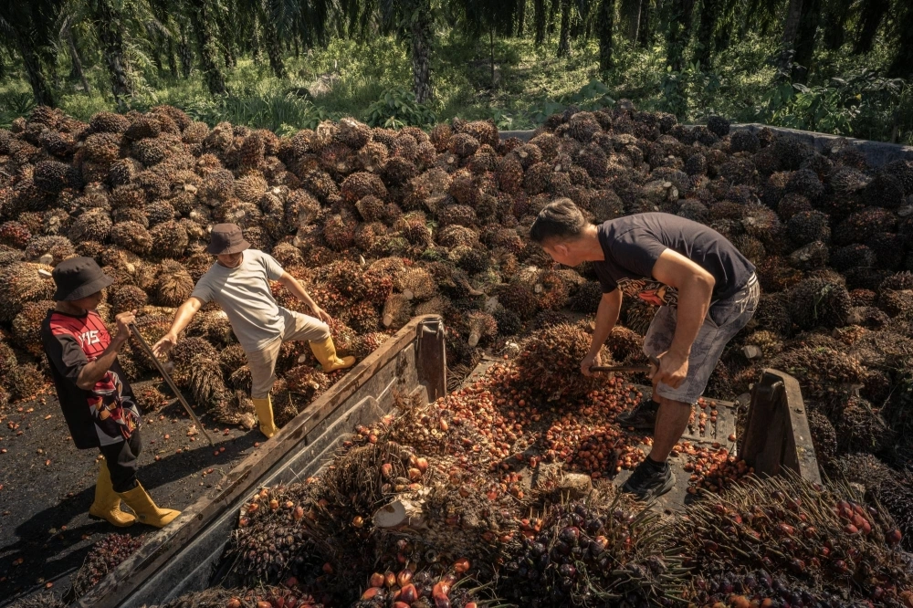 A palm plantation owner unloads palm fruits at a collecting station in Gomantong, Malaysia on Feb. 15. Smallholders mostly sell to traders, dealers and collectors — layer upon layer of middlemen who end up mixing together bunches of palm oil fruit from hundreds of plantations. A palm plantation owner unloads palm fruits at a collecting station in Gomantong, Malaysia on Feb. 15. Smallholders mostly sell to traders, dealers and collectors — layer upon layer of middlemen who end up mixing together bunches of palm oil fruit from hundreds of plantations.