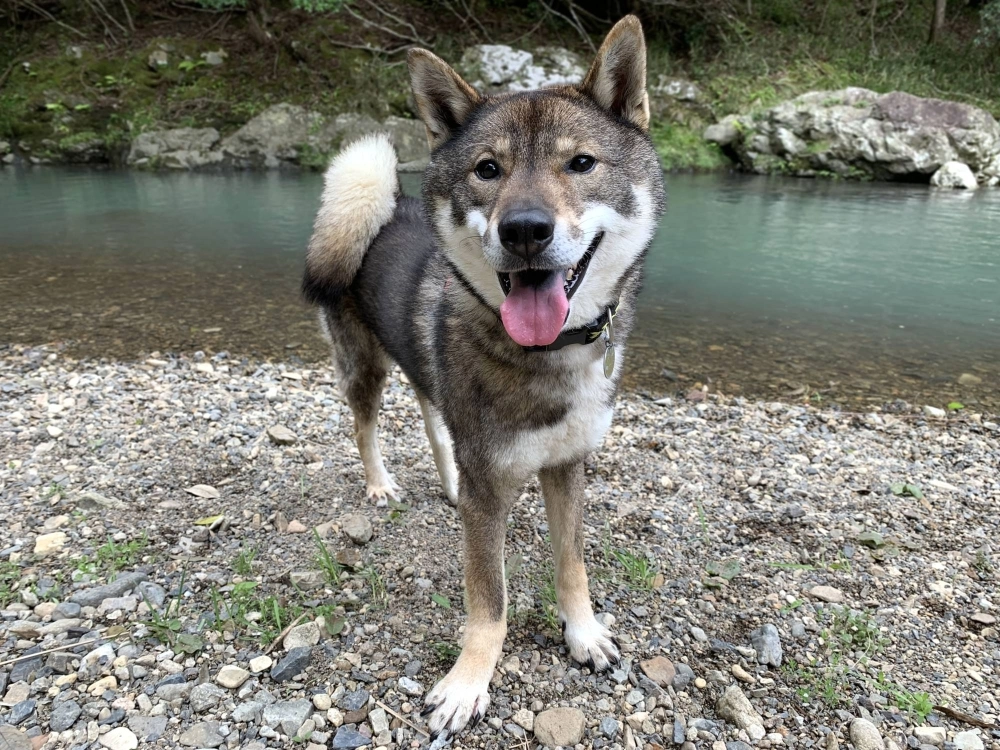 Despite a difficult past and a skittish temperament, Brexit is not immune to a little bribery in the form of treats. Despite a difficult past and a skittish temperament, Brexit is not immune to a little bribery in the form of treats.