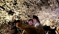 Two people try to take a selfie under the illuminated cherry blossoms in Kyoto’s Gion district last year. | REUTERS