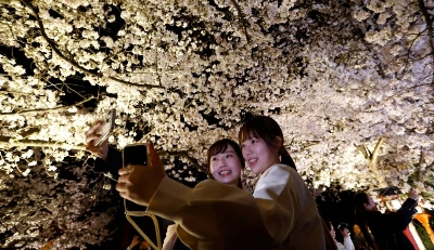 Two people try to take a selfie under the illuminated cherry blossoms in Kyoto’s Gion district last year. Two people try to take a selfie under the illuminated cherry blossoms in Kyoto’s Gion district last year.