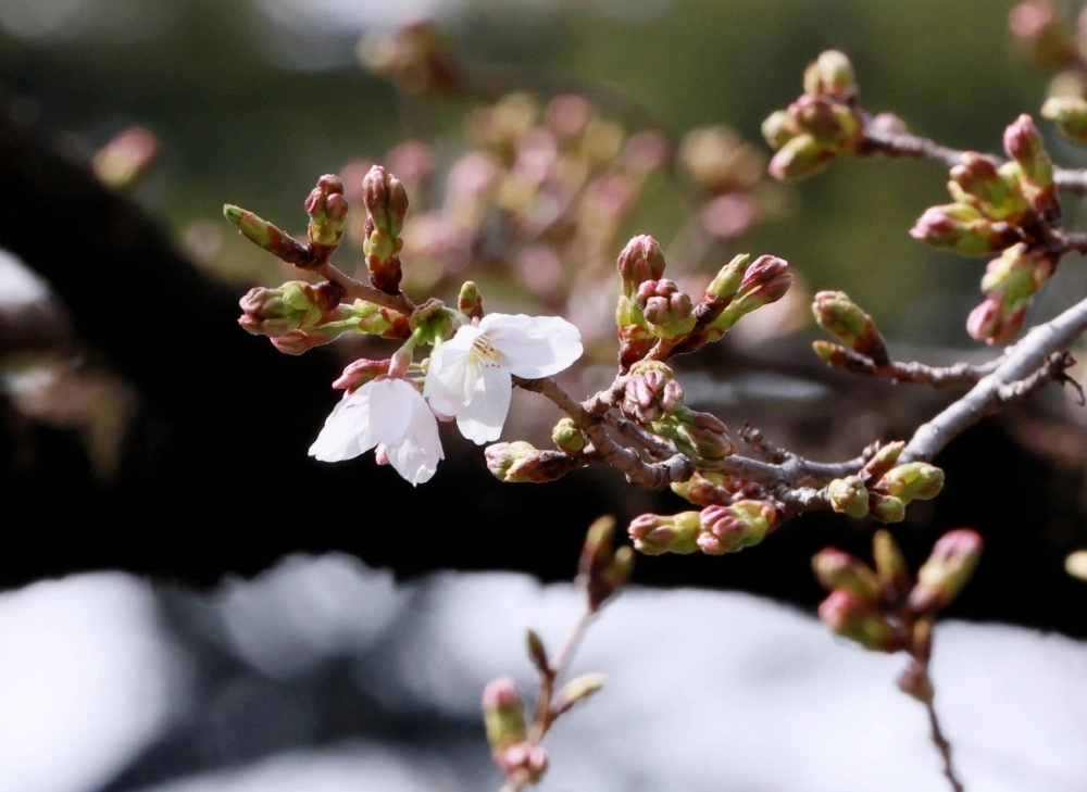 Cherry blossoms bloom at Yasukuni Shrine in Tokyo's Chiyoda Ward on Friday. Cherry blossoms bloom at Yasukuni Shrine in Tokyo's Chiyoda Ward on Friday.