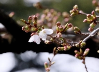 Cherry blossoms bloom at Yasukuni Shrine in Tokyo's Chiyoda Ward on Friday. | JIJI