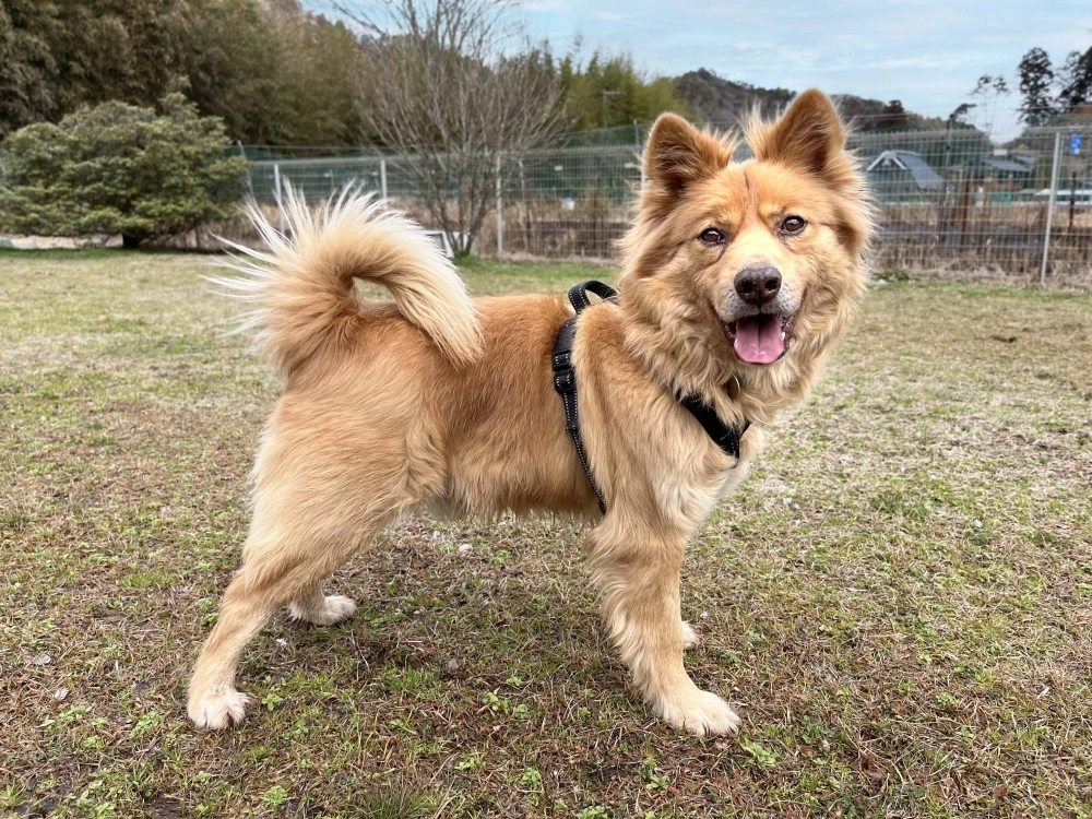 When Yogi knows you’ve got his back, he melts like chocolate and out comes his goofy charm When Yogi knows you’ve got his back, he melts like chocolate and out comes his goofy charm