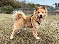 When Yogi knows you’ve got his back, he melts like chocolate and out comes his goofy charm | KANA MATSUTANI