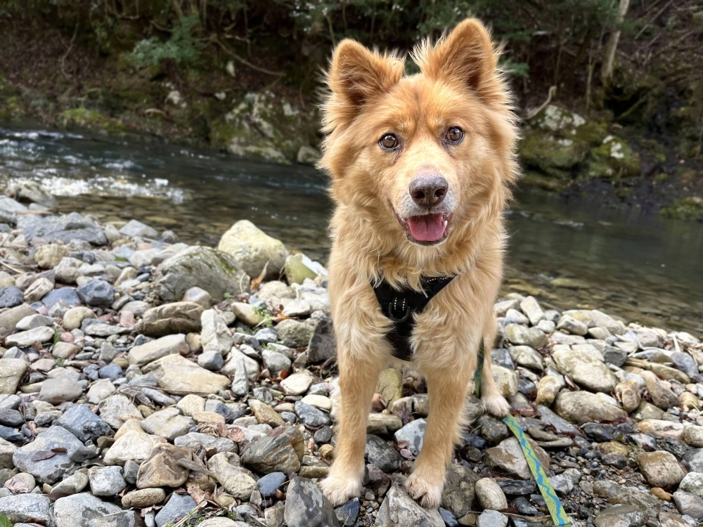 Yogi’s absolute favorite thing is food, but he’s not crazy about other dogs, so he’d probably do best on his own. Yogi’s absolute favorite thing is food, but he’s not crazy about other dogs, so he’d probably do best on his own.