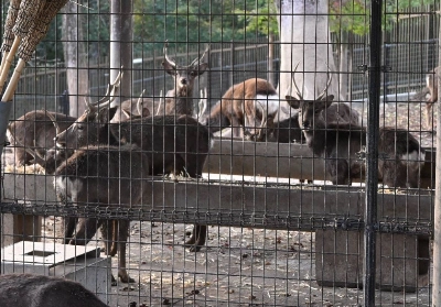 Deer that are kept in a fenced-off area in the city of Nara Deer that are kept in a fenced-off area in the city of Nara