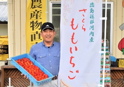 Masafumi Kurisaka shows off a box of luxury Sakura Momo Ichigo strawberries, which can fetch a hefty price at auction. Masafumi Kurisaka shows off a box of luxury Sakura Momo Ichigo strawberries, which can fetch a hefty price at auction.