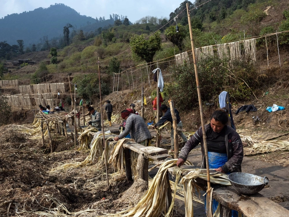 Workers clean argeli bark in the Ilam district of eastern Nepal. Thousands of miles away, in Japan, the bark will be used to make yen notes.  Workers clean argeli bark in the Ilam district of eastern Nepal. Thousands of miles away, in Japan, the bark will be used to make yen notes.