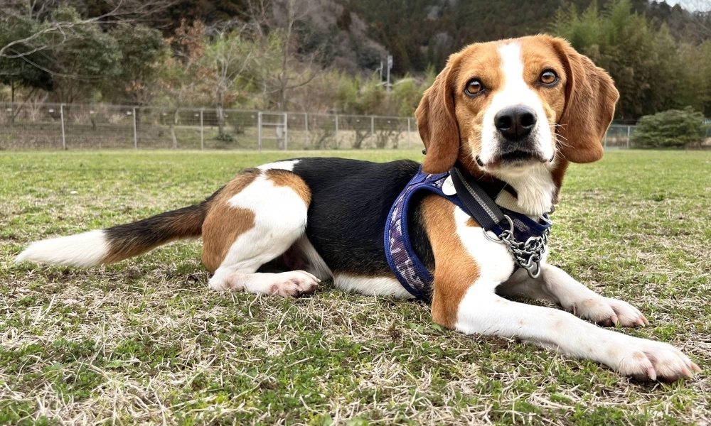 Snoopy watches people very closely, and when he’s out on walks he’ll keep his nose to the ground. Snoopy watches people very closely, and when he’s out on walks he’ll keep his nose to the ground.
