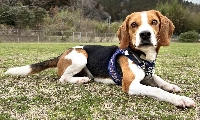Snoopy watches people very closely, and when he’s out on walks he’ll keep his nose to the ground. | KANA MATSUTANI