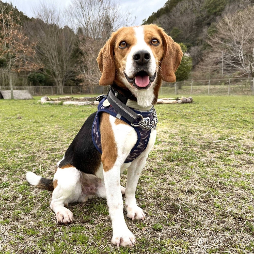 Snoopy needs a home where someone can keep him company. Snoopy needs a home where someone can keep him company.