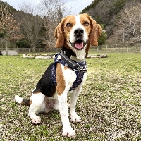 Snoopy needs a home where someone can keep him company. | KANA MATSUTANI