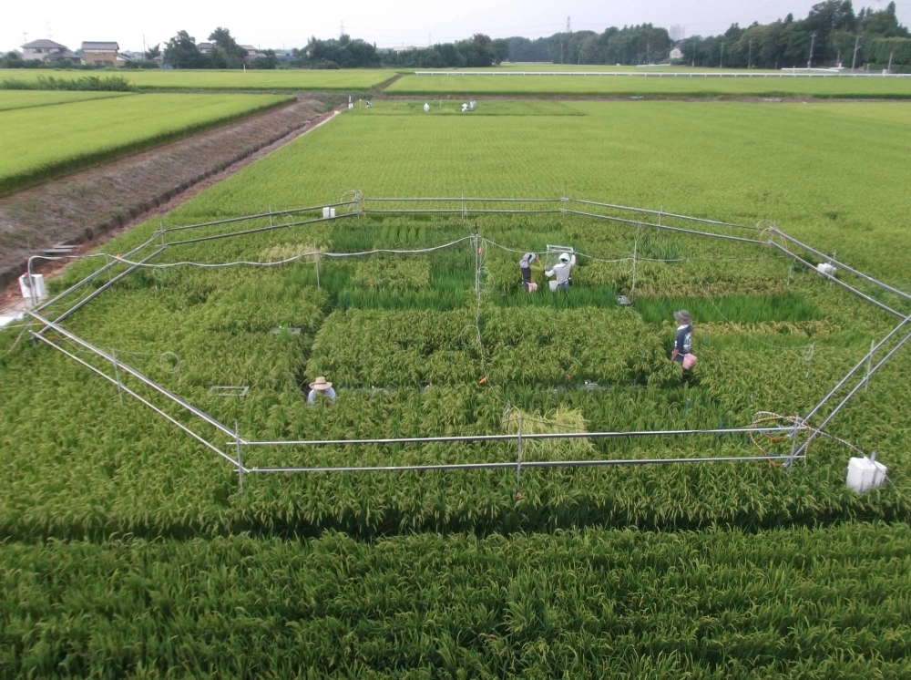 An experiment in Tsukubamirai, Ibaraki Prefecture, in which carbon dioxide is artificially increased in paddy fields under outdoor, unenclosed conditions in order to better understand the physiological responses of crops in a high carbon dioxide environment, which is expected in the future. An experiment in Tsukubamirai, Ibaraki Prefecture, in which carbon dioxide is artificially increased in paddy fields under outdoor, unenclosed conditions in order to better understand the physiological responses of crops in a high carbon dioxide environment, which is expected in the future.