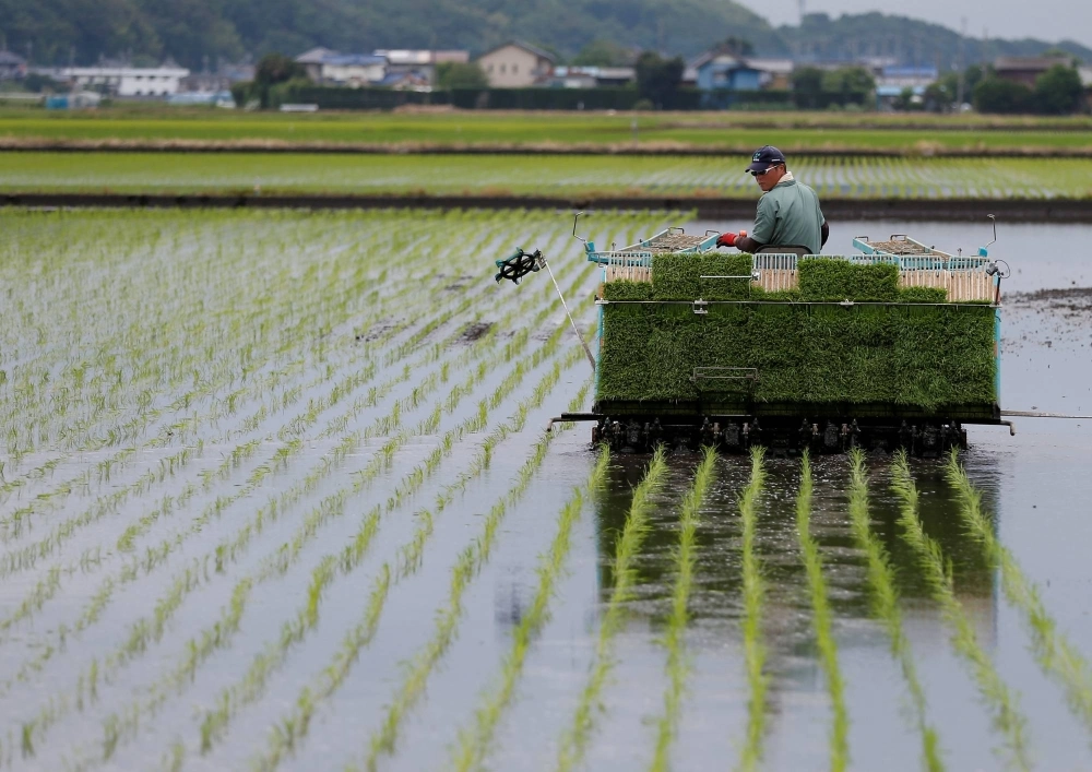 A farmer using a rice planting machine transplants rice in Ryugasaki, Ibaraki Prefecture. Rice is the cornerstone of food security in Japan, according to the agriculture ministry. A farmer using a rice planting machine transplants rice in Ryugasaki, Ibaraki Prefecture. Rice is the cornerstone of food security in Japan, according to the agriculture ministry.