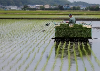 A farmer using a rice planting machine transplants rice in Ryugasaki, Ibaraki Prefecture. Rice is the cornerstone of food security in Japan, according to the agriculture ministry. | Reuters